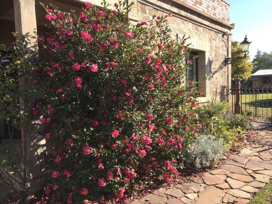 Camellias on show in Narrandera. Picture: Contributed