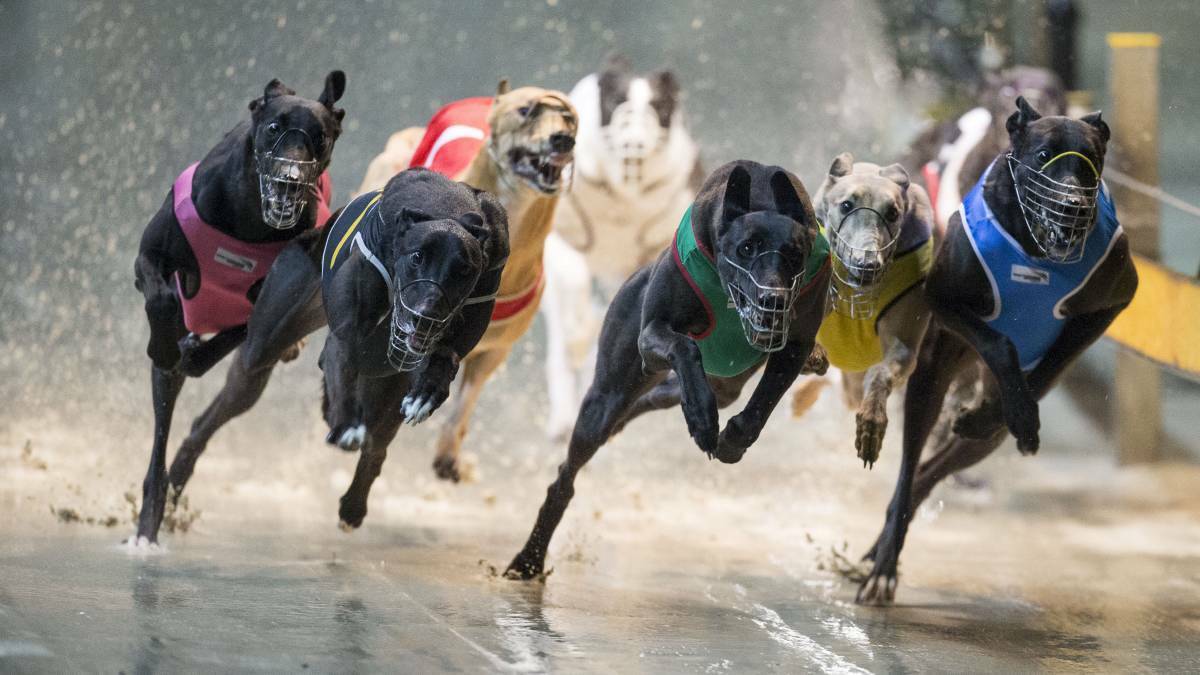 Current laws allow certain greyhounds to be exempt from muzzling in public if they pass specific temperament testing, but otherwise the breed must be restrained at all times out of the home. Picture supplied