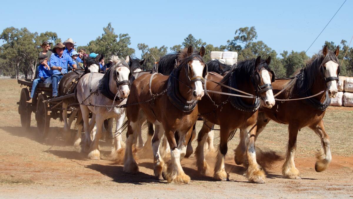 HORSEBACK: Bruce Bandy will lead the unique drive involving horses, camels, bullocks and donkeys. Picture: Supplied