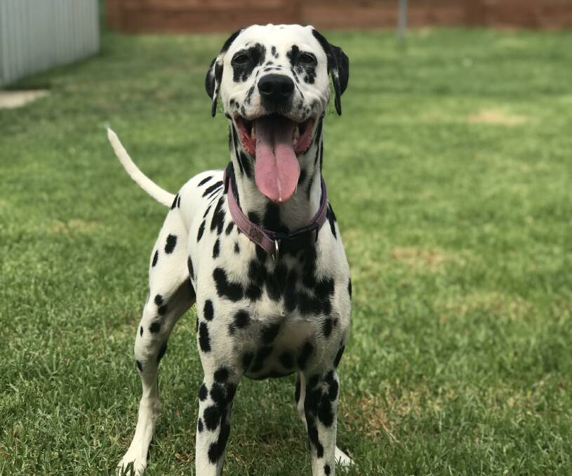 Lexi the Dalmatian is full of personality, according to her owner. Picture: Jessica McLaughlin