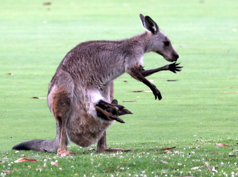 MUM AND BUB: A joey kangaroo manages to just fit in its mum's pouch as she grazes on the Wagga City Golf Club grounds. Picture: Les Smith