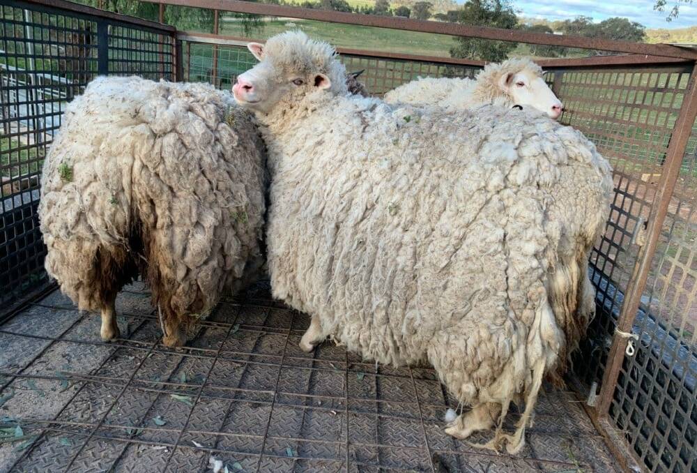 The sheep were found with overly long wool. Picture: Riverina Police District
