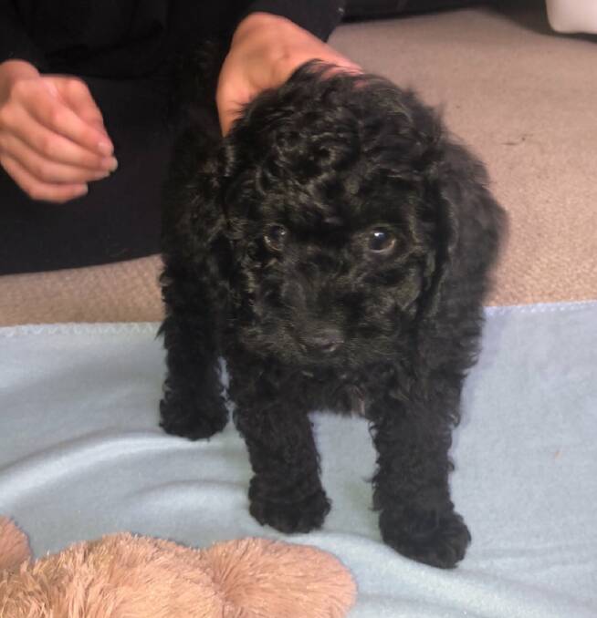 TAKEN: 9-week-old Theo was stolen from his home. Picture: Contributed