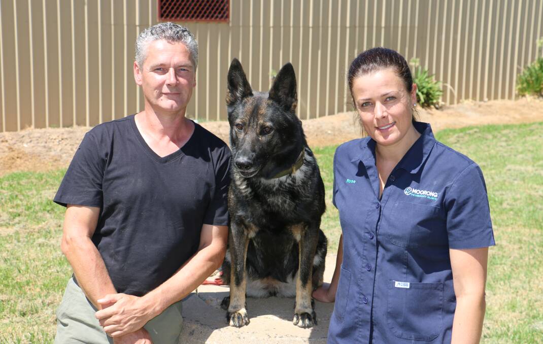 Owner and breeder Paul Jones with his German Shepherd Dog Dysis and Wagga Vet Rosemary McKean. Picture: Jessica McLaughlin