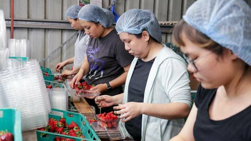 Fruit-picking will be one category of employment which may feel the effect of the new legislation. Picture: FILE