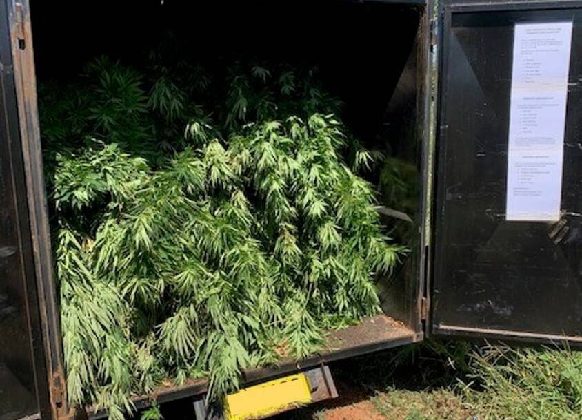Cannabis seized at a Griffith property. Picture: Murrumbidgee Police District