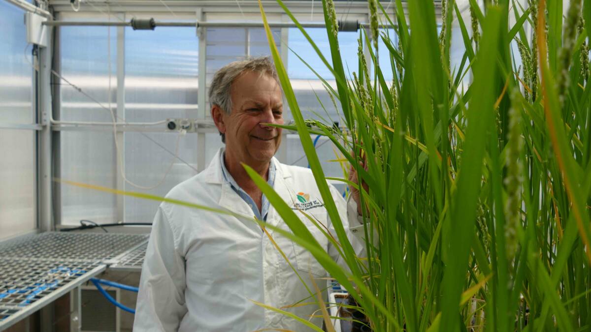 Professor Robert Furbank. Picture: ARC Centre of Excellence for Translational Photosynthesis