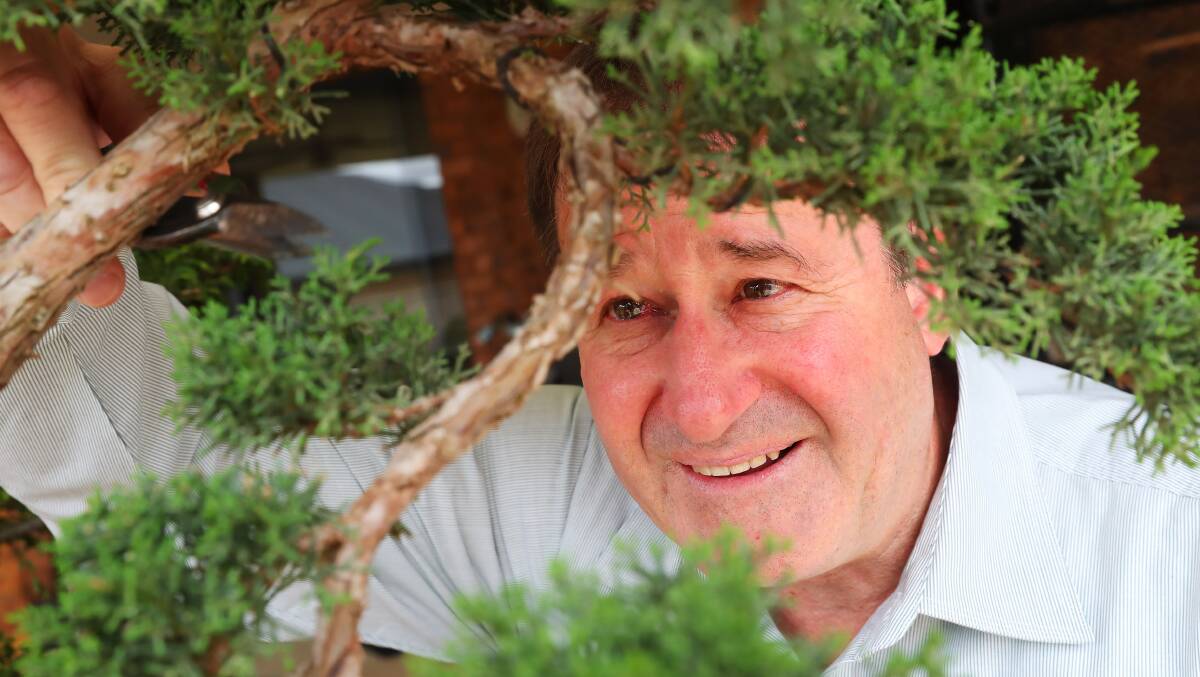 Peter Fisk trimming his bonsai tree. Picture: Emma Hillier