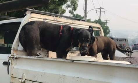 Dogs left howling on Ute tray in 35 degree heat