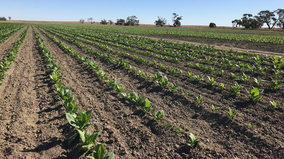 Authorities locate tobacco crops in Kyalite, NSW. Picture: ATO