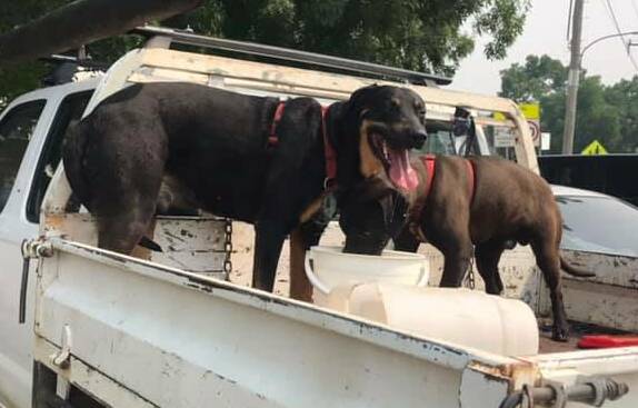 The two dogs can be seen chained to the back of a ute, panting and showing signs of distress.