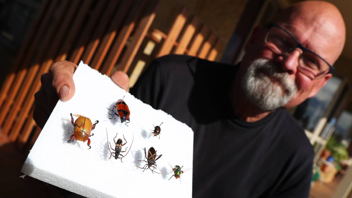 BUGS GALORE: Insect expert Paul Weston has spent many years dedicated to studying some of the world's tiniest creatures. Picture: Emma Hillier