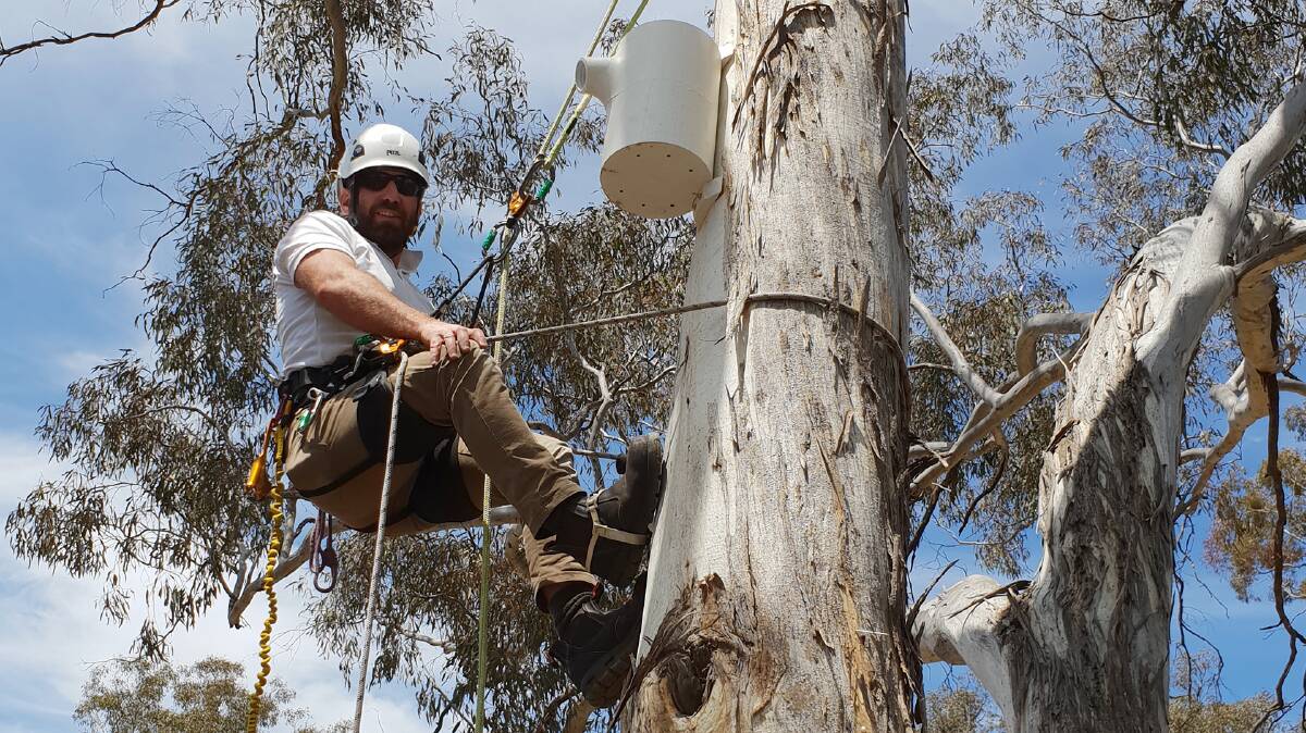 TREE TOPS: CSU Green will be funding the trials and research, costing $9,856 in an attempt to boost the region's biodiversity. Picture: Supplied