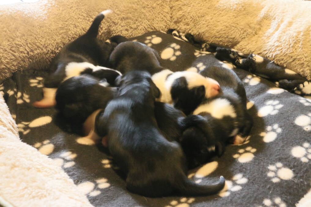 The litter of five are now 1 week and 1 day old.