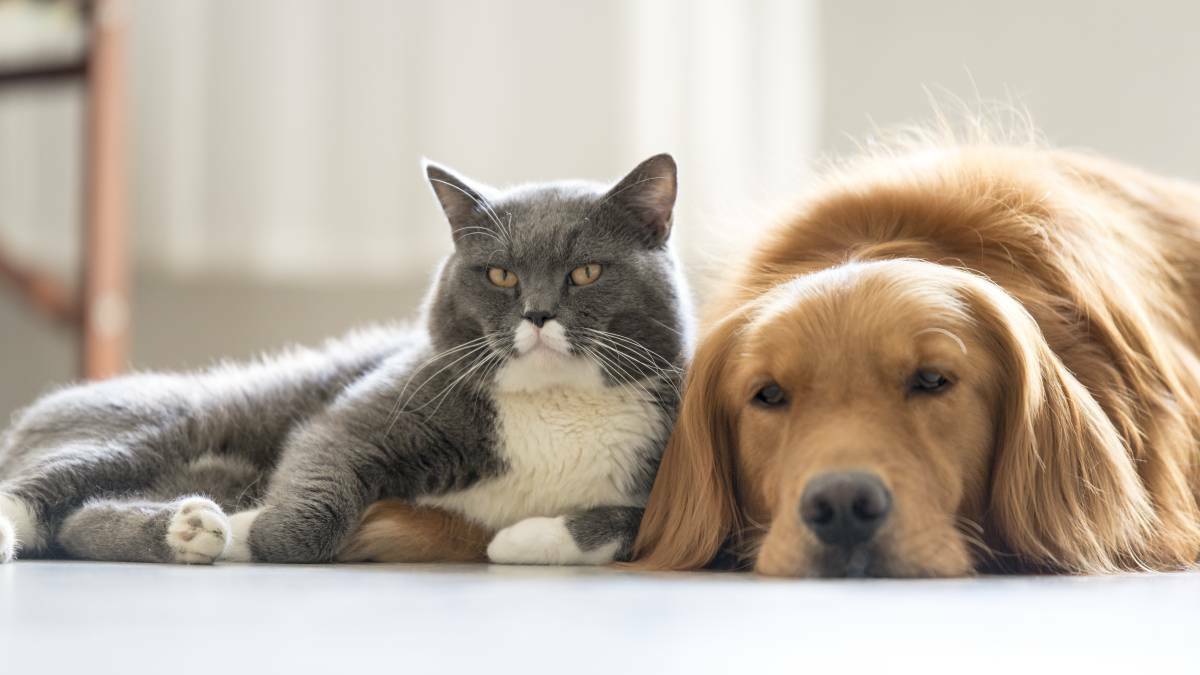 Pet permits introduced in bid to improve animal welfare