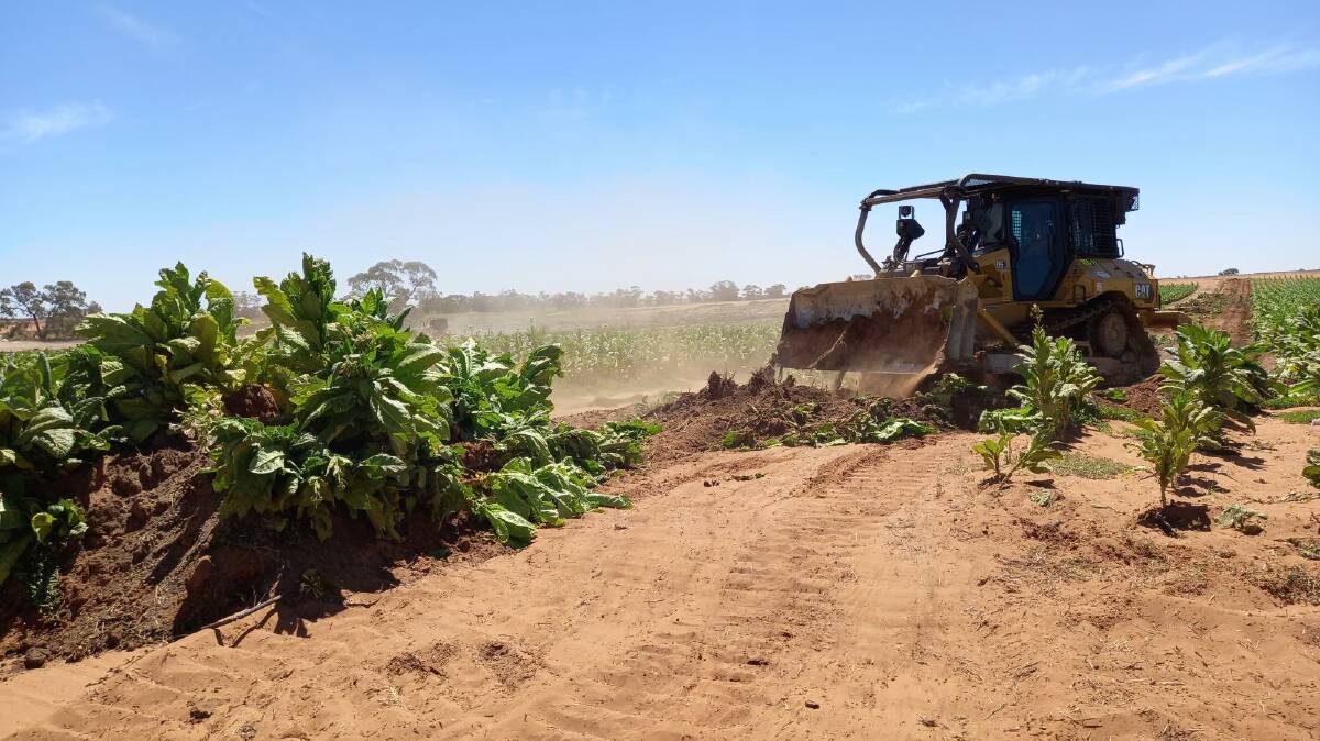 DESTROYED: Authorities seize and destroy tobacco crops in Kyalite, NSW. Picture: ATO