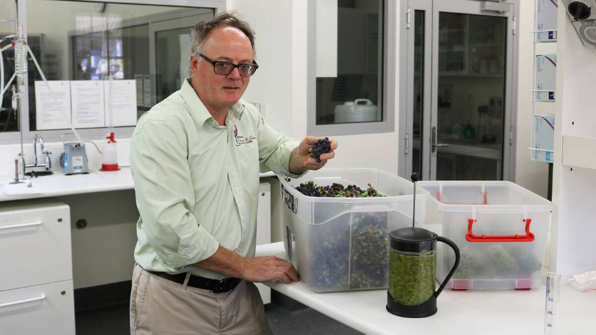 MIXED BAG: NWGIC Director Professor Leigh Schmidtkeb samples different grapes from vineyard around the region to see if they have been impacted by bushfire smoke. Picture: Jessica McLaughlin