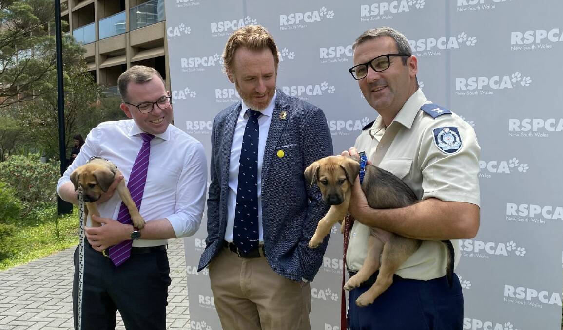 CRACKDOWN: Adam Marshall and RSPCA's Steve Coleman show off happy, healthy puppies from legitimate breeders at a press conference called to announce the new taskforce against puppy factories. Picture: Contributed