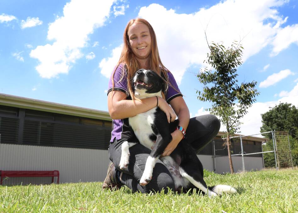DOG DAYS: Animal Welfare Officer Courtney Krause says Jake the staffy-border-collie-cross deserves a loving home. Picture: Les Smith.