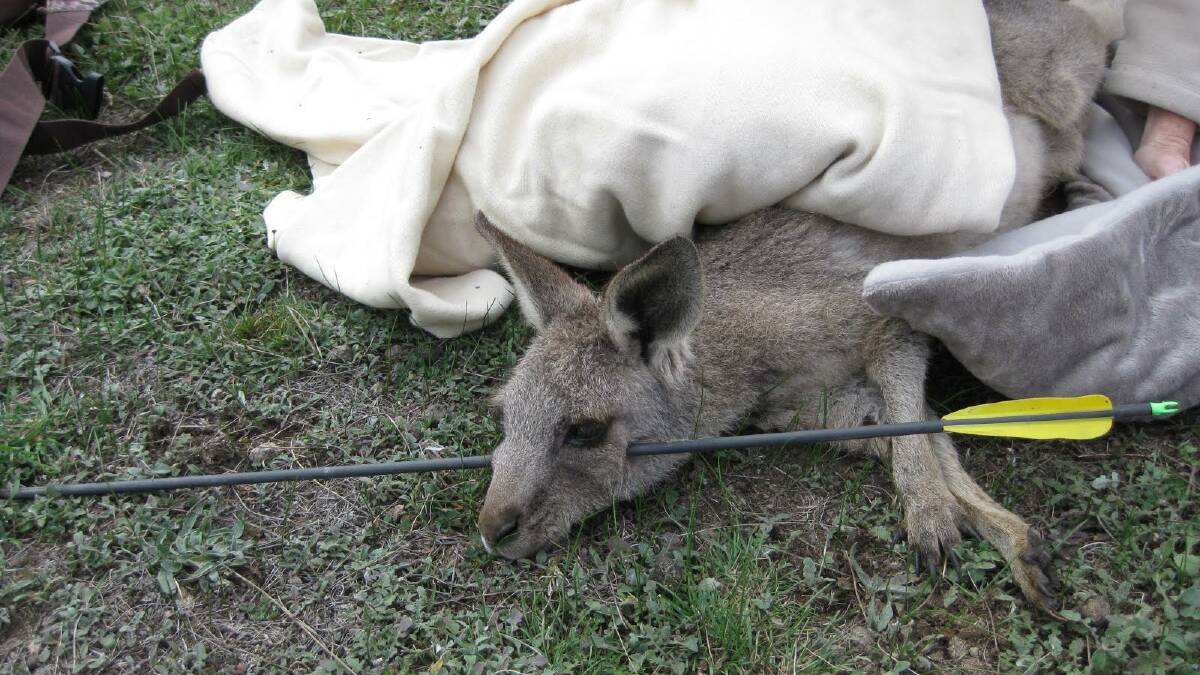 A juvenile Eastern Grey Kangaroo rescued by WIRES. Picture: Contributed, Manfred Zabinskas