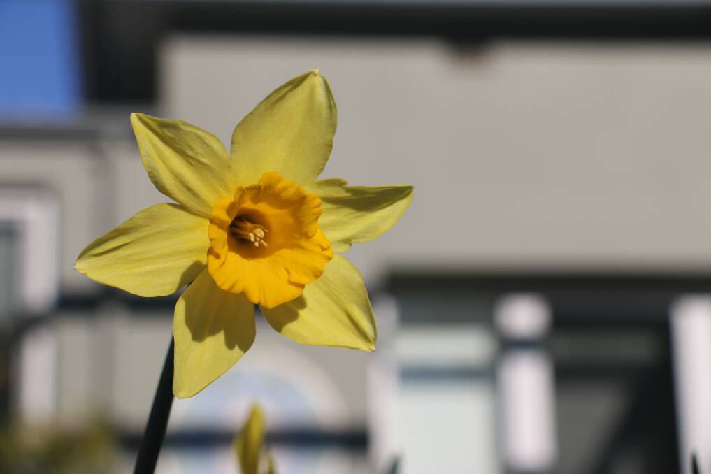 Daffodil Day will be held on August 28 this year. Picture: Jessica McLaughlin