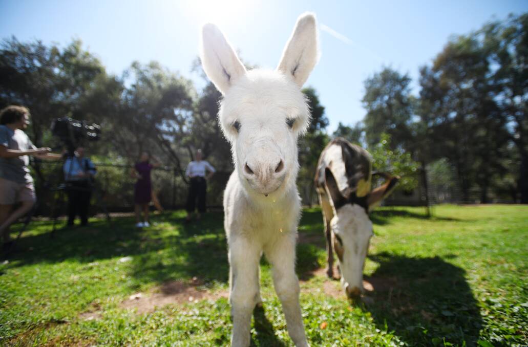 The baby donkey stole the show at Wagga Zoo, rocking a fringe and snow white hair. 