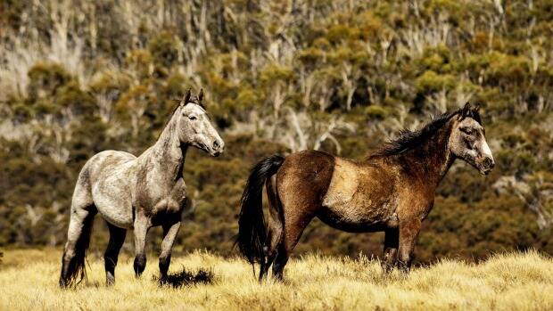 CULLING: Snowy Mountain brumbies under threat from proposed mass cull.
