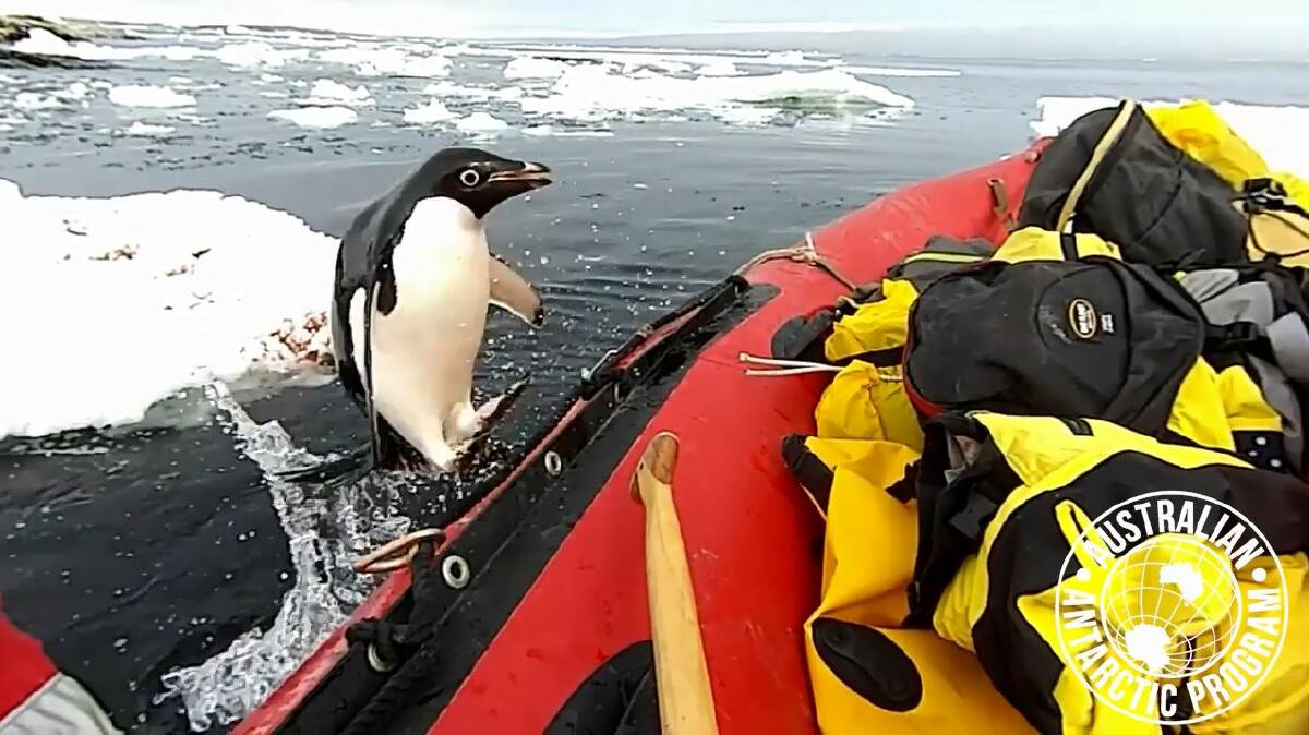 A screengrab of Matt McKay's video, which shows an Adélie penguin jumping aboard a boat of UOW researchers on January 16.
