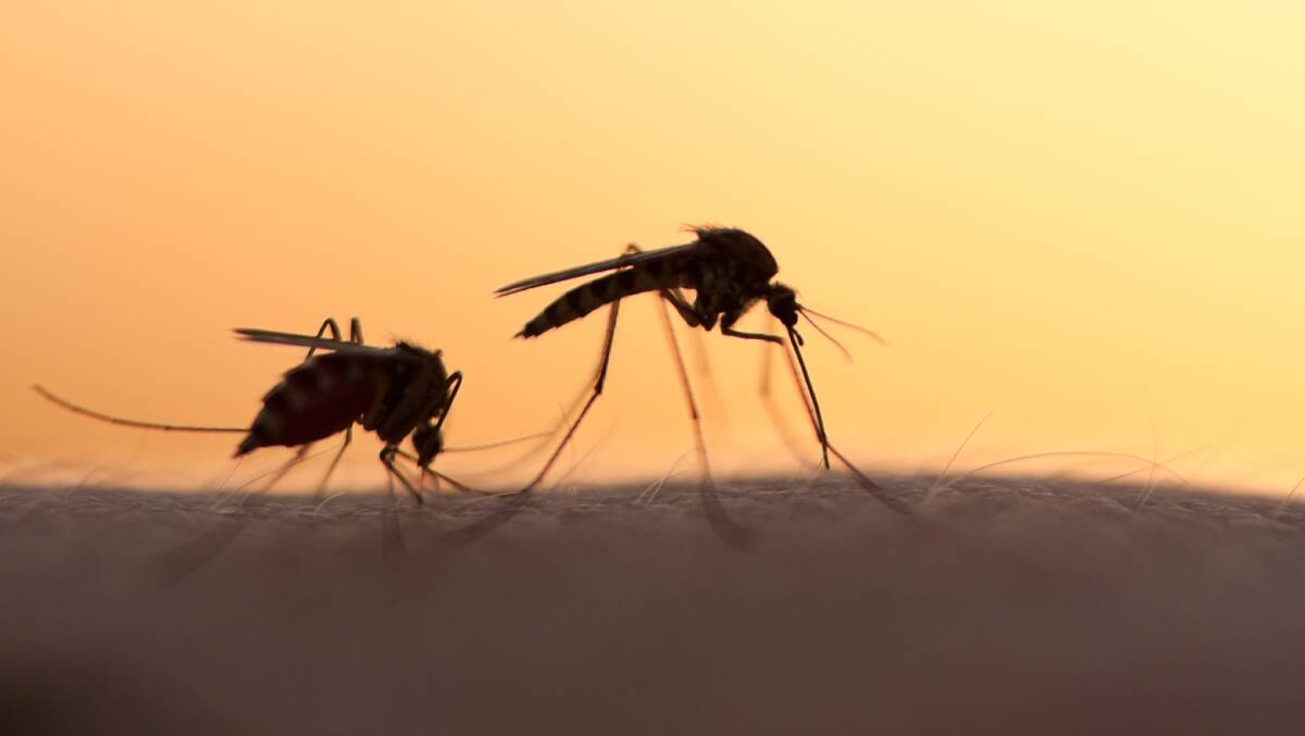 Riverina's Japanese encephalitis case count grows with new diagnosis