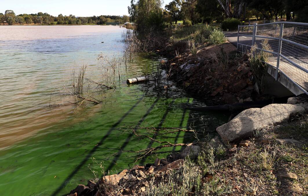Algae visible on Lake Albert on Thursday. Picture by Les Smith
