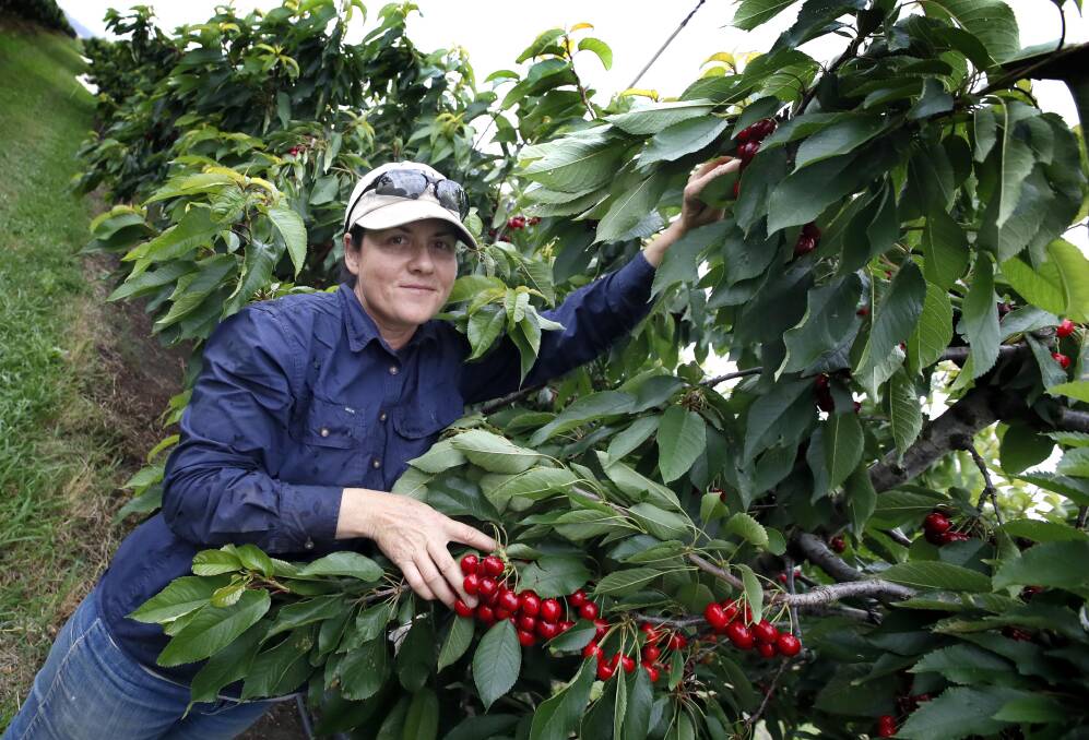 Grovelands Cherries Wagga owner Kristy Barton is remaining positive for harvest despite recent rain. Picture: Les Smith
