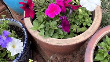 Drought hardy petunias flower in pots until the first frost.