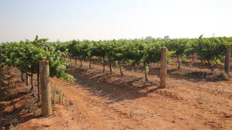 Around 7200 hectares of vineyards belonging to Casella Family Brands will be sold.