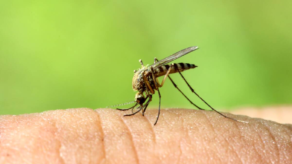 Seven people in Australia have died from Japanese encephalitis virus since January 2021. File picture