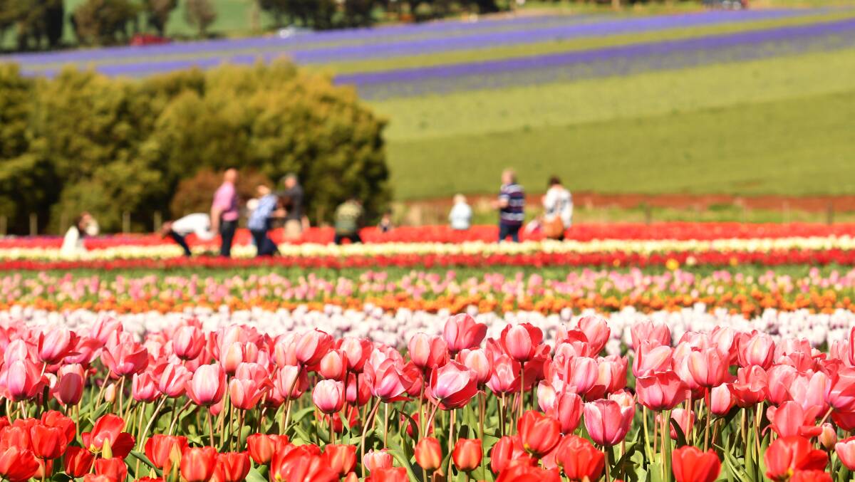 DRAWCARD: The Tulip Festival attracts a lot of tourists to Table Cape. Picture: Brodie Weeding