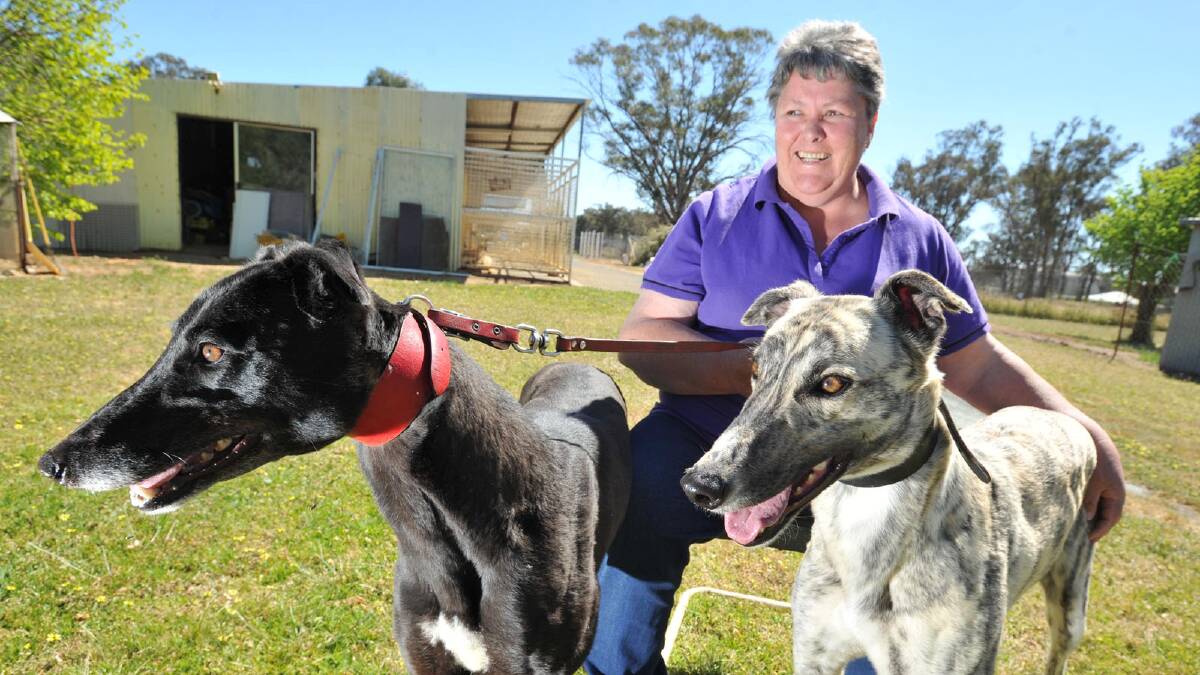 Temora greyhound owner/trainer Donna Widows with her dogs Swanky Charlotte and Swanky Amelia. Picture: Les Smith