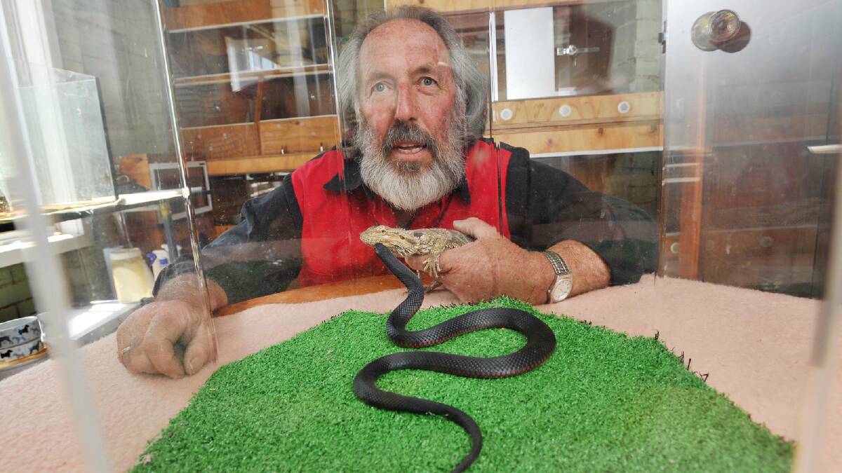 BEWARE: Tony Davis leans near a red-belly black snake he caught on Thursday. Mr Davis, along with critical care nurse Anne Hawkins, is warning of the dangers of snakes as the weather heats up. 	Picture: Alastair Brook