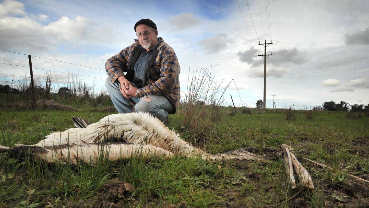 Col Bennett with a dead pelican on the outskirts of Currawarna. Picture: Les Smith