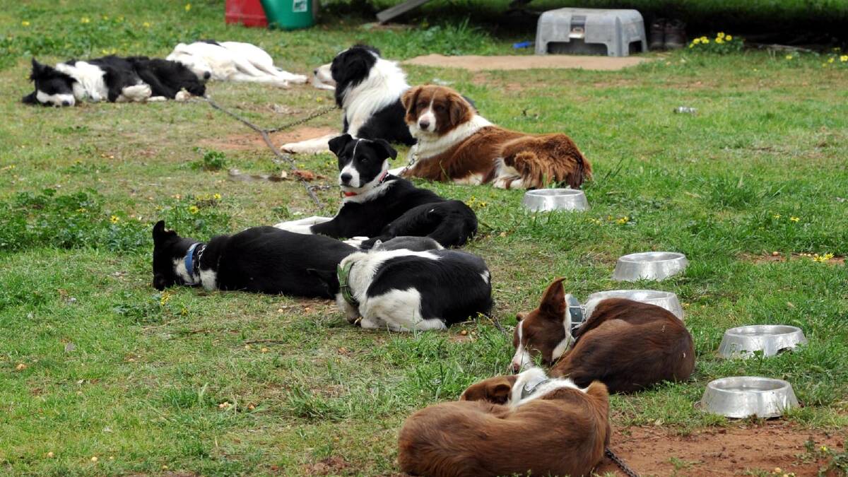 Some tired sheep dogs after a hard day's work at the sheep dog championships at the Narrandera Sportsground as part of the Narrandera's 150 year anniversary celebrations. Picture: Les Smith 