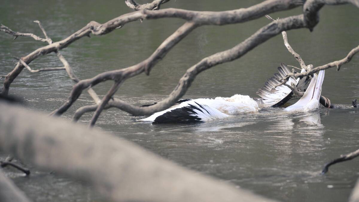 A dead pelican  finds itself tangled among branches in the Murrumbidgee River near the bridge on Mundowy Lane. Picture: Alastair Brook