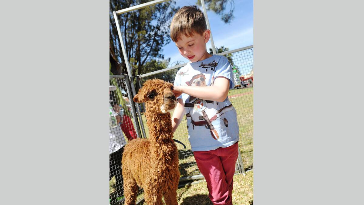 Mylo Stewart, 6, with a young alpaca in the petting zoo at the Coolamon Scarecrow Festival. Picture: Alastair Brook