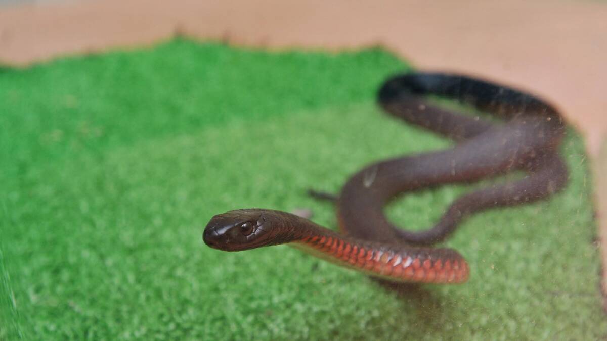 The red-belly black snake caught by Tony Davis. Picture: Alastair Brook